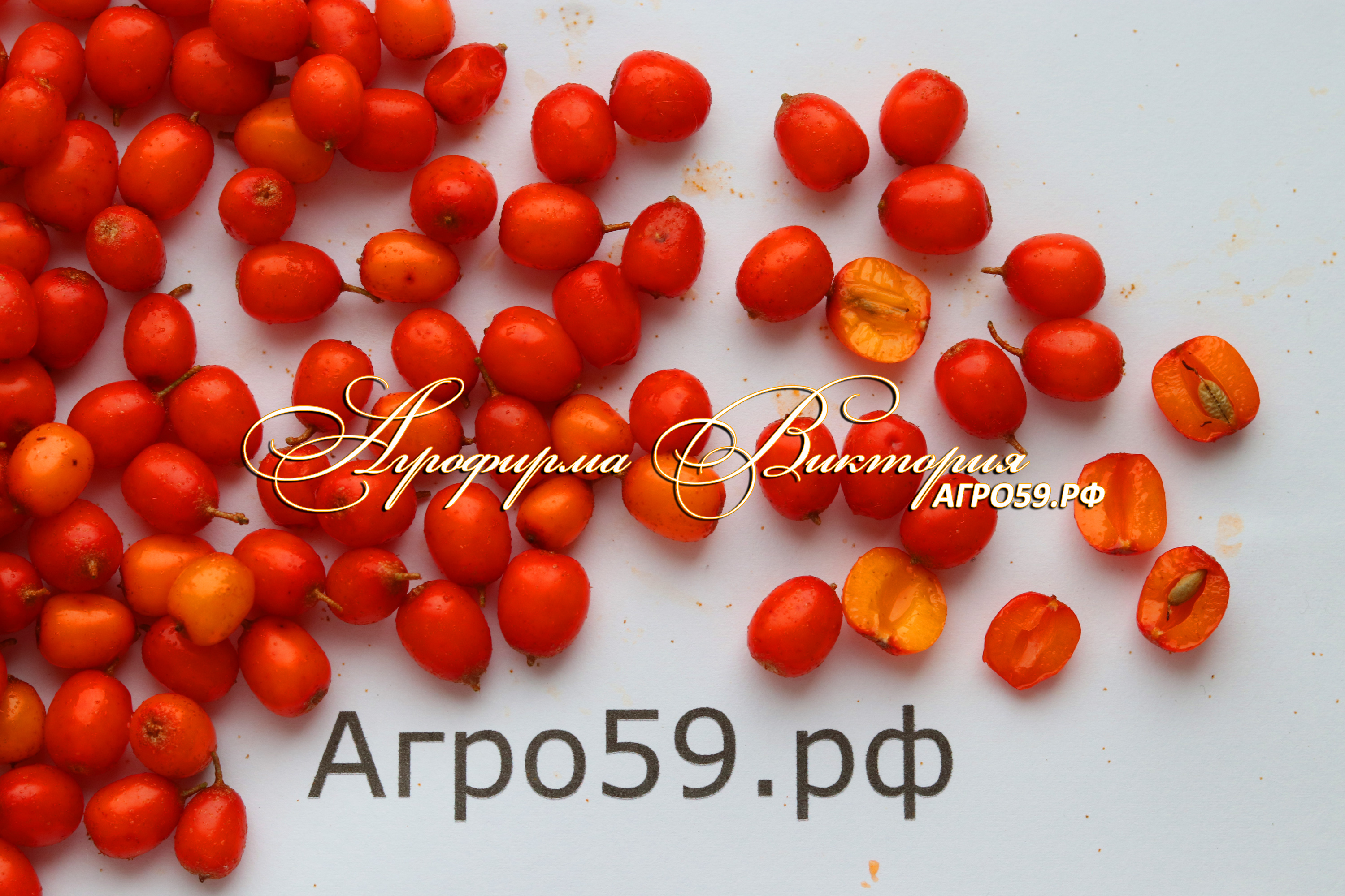 Облепиха \